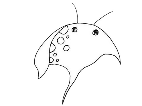簡(jiǎn)單的蝙蝠魚怎么畫 簡(jiǎn)單的蝙蝠魚怎么畫