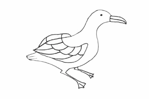 信天翁兒童簡(jiǎn)筆畫 信天翁兒童簡(jiǎn)筆畫