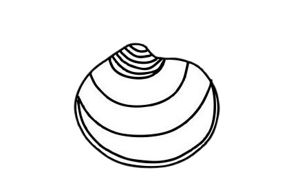 貝殼簡(jiǎn)筆畫