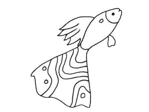 漂亮的觀賞魚簡筆畫