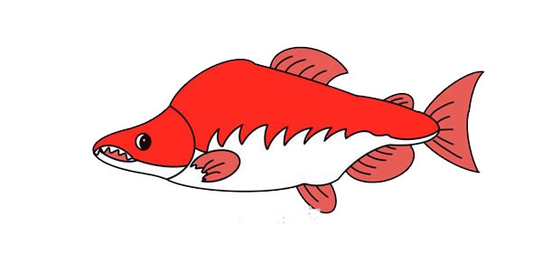 大馬哈魚簡筆畫畫法