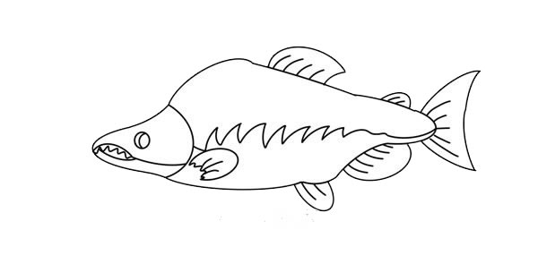 大馬哈魚簡筆畫畫法