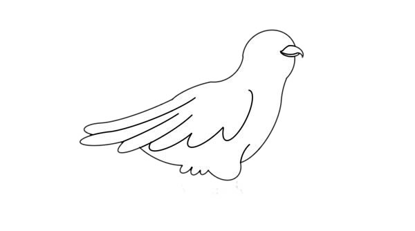 杜鵑鳥(niǎo)簡(jiǎn)筆畫(huà)的畫(huà)法步驟
