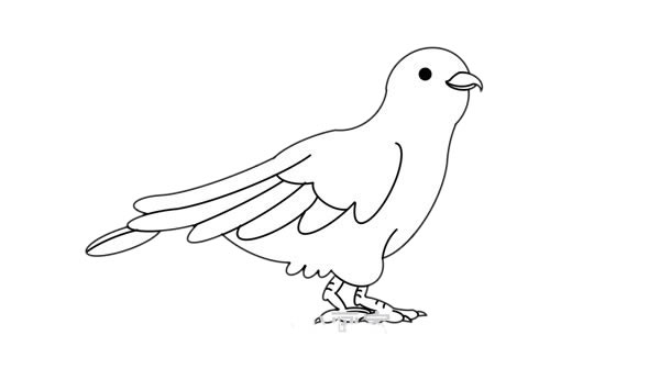 杜鵑鳥(niǎo)簡(jiǎn)筆畫(huà)的畫(huà)法步驟