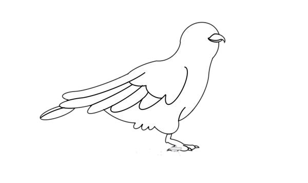 杜鵑鳥(niǎo)簡(jiǎn)筆畫(huà)的畫(huà)法步驟