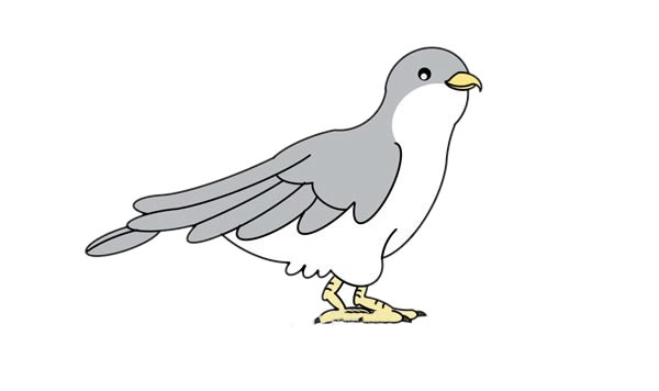 杜鵑鳥(niǎo)簡(jiǎn)筆畫(huà)的畫(huà)法步驟