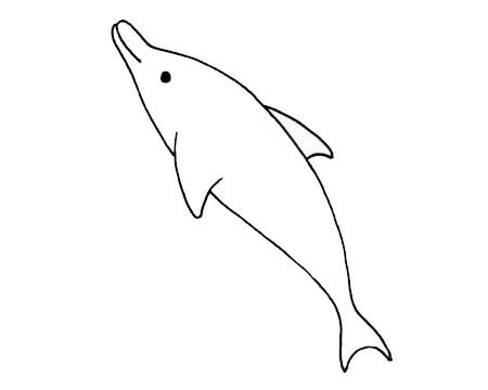 海豚兒童簡筆畫