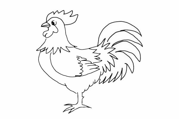 大公雞簡(jiǎn)筆畫(huà)詳細(xì)步驟