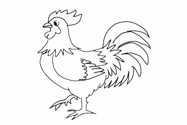 大公雞簡(jiǎn)筆畫(huà)詳細(xì)步驟