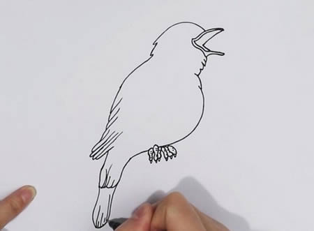 夜鶯簡筆畫帶涂色