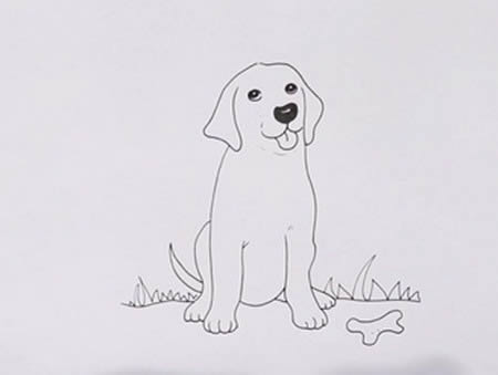 拉布拉多犬怎么畫簡單又好看