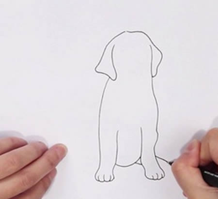 拉布拉多犬怎么畫簡單又好看