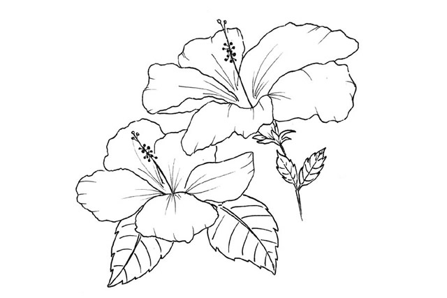 5款漂亮的花朵簡筆畫