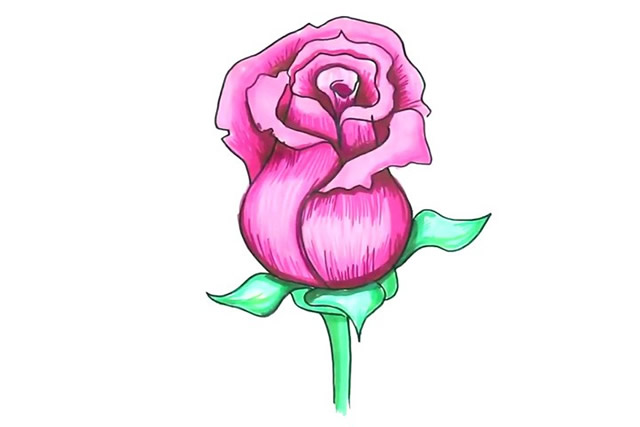 漂亮的粉色玫瑰花簡筆畫