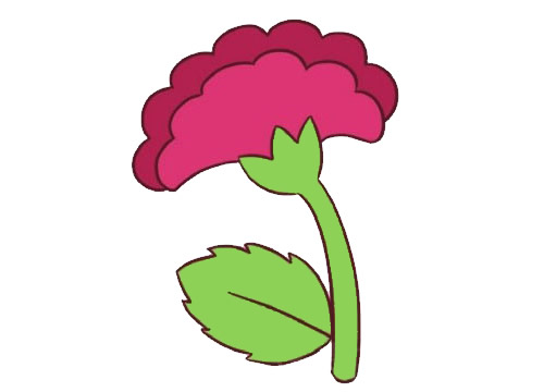 漂亮的雞冠花簡筆畫