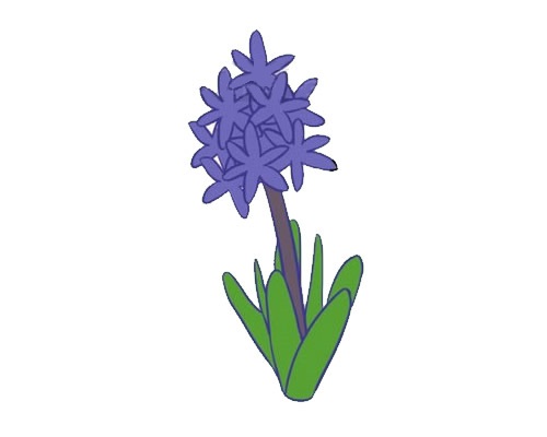 藍色的風信子簡筆畫