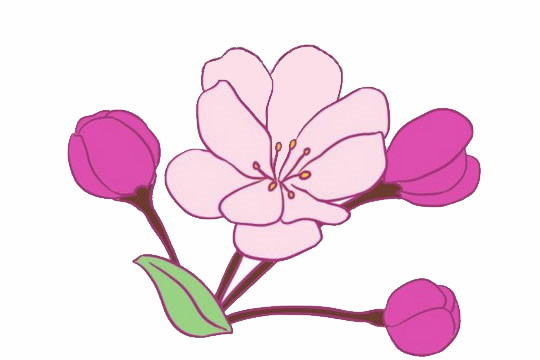 漂亮涂色的海棠花簡(jiǎn)筆畫 漂亮涂色的海棠花簡(jiǎn)筆畫