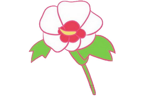 帶顏色的木槿花簡筆畫怎么畫？
