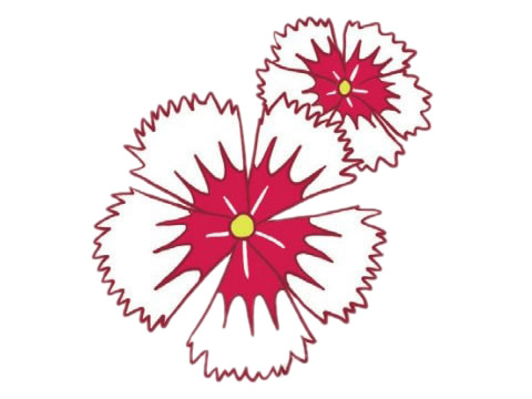 漂亮的石竹花簡筆畫