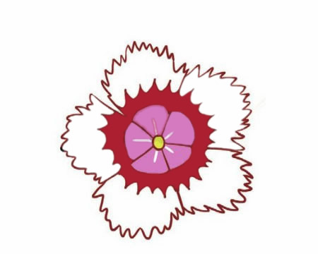 石竹花怎么畫簡單又好看