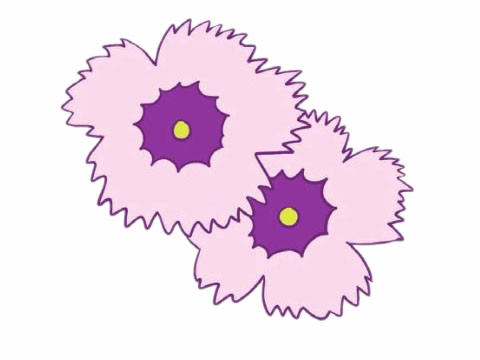 涂色的石竹花簡筆畫
