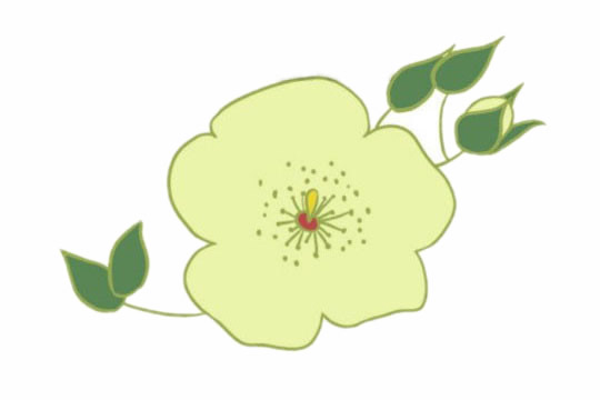 荼蘼花怎么畫簡單又好看