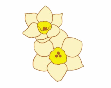 兩朵水仙花的簡筆畫