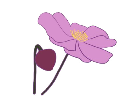 盛開的銀蓮花簡筆畫
