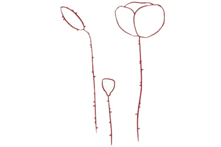 帶顏色的虞美人簡筆畫教程 帶顏色的虞美人簡筆畫教程