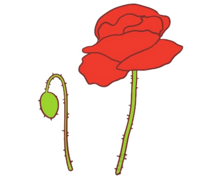 涂色的虞美人簡筆畫