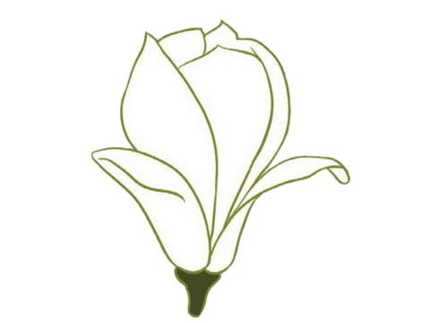 簡單的玉蘭花怎么畫
