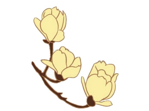 樹枝上的玉蘭花簡筆畫
