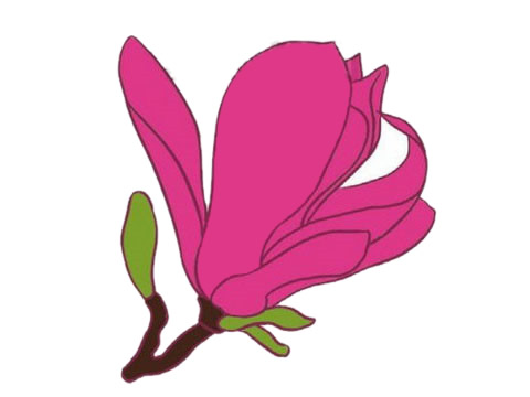 漂亮的玉蘭花簡(jiǎn)筆畫 漂亮的玉蘭花簡(jiǎn)筆畫