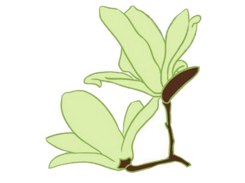 清新的玉蘭花簡筆畫
