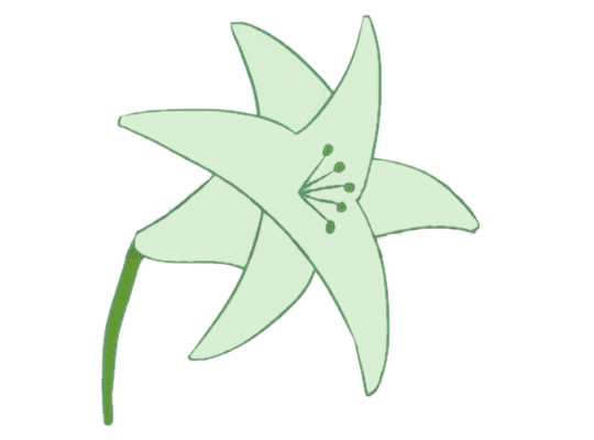 帶顏色的百合花簡筆畫怎么畫? 帶顏色的百合花簡筆畫怎么畫?