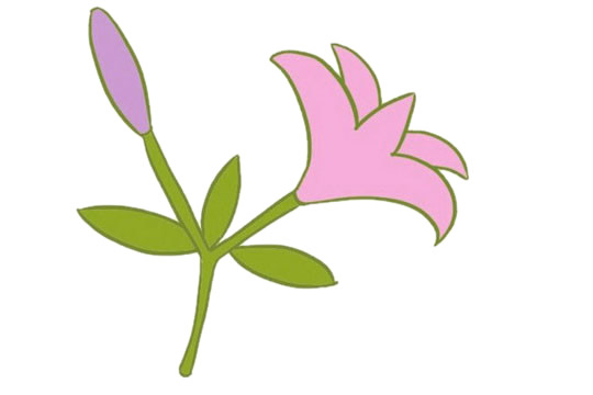 涂色的百合花簡筆畫