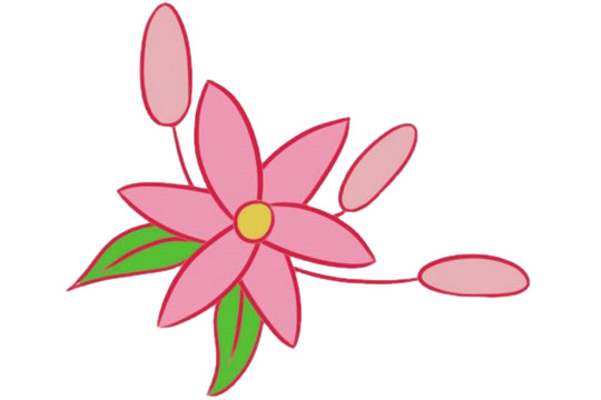 色彩鮮艷的百合花簡筆畫