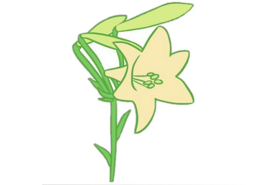 綠色的百合花簡筆畫