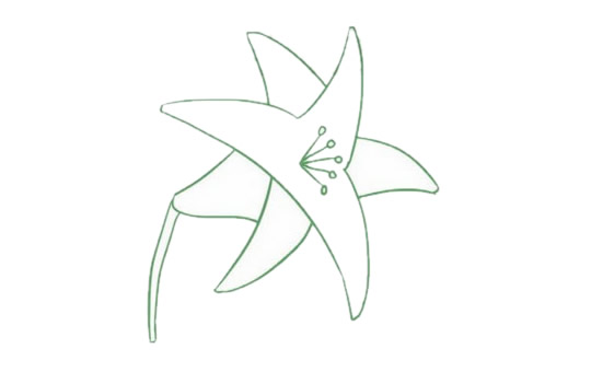 帶顏色的百合花簡筆畫怎么畫? 帶顏色的百合花簡筆畫怎么畫?