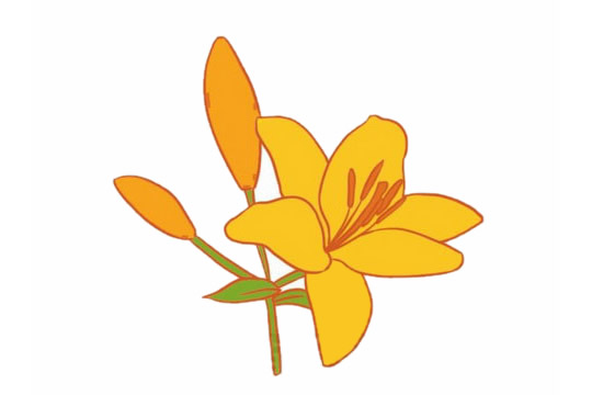 黃色的百合花簡筆畫