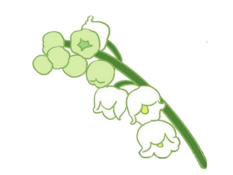 涂色的鈴蘭花簡筆畫