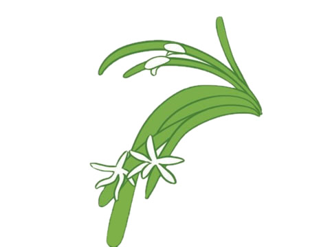 簡單涂色的蘭花簡筆畫