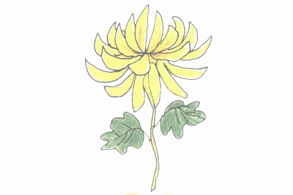 盛開的菊花簡筆畫步驟教程