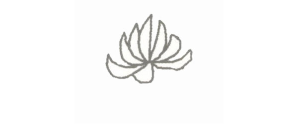 盛開的菊花簡筆畫步驟教程