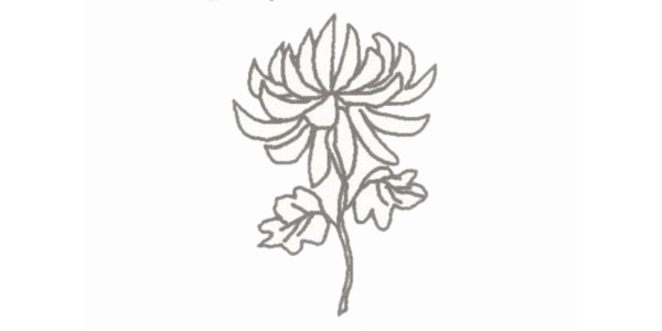 盛開的菊花簡筆畫步驟教程