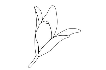 一朵百合花的簡筆畫