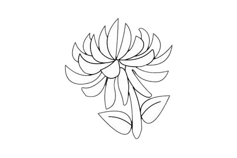 一步步教你畫簡單的菊花