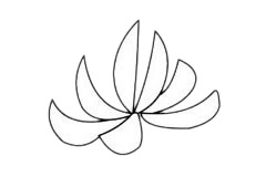 一步步教你畫簡單的菊花
