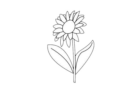 一組關于菊花的簡筆畫大全