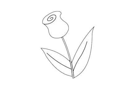 一組關于郁金香的簡筆畫大全